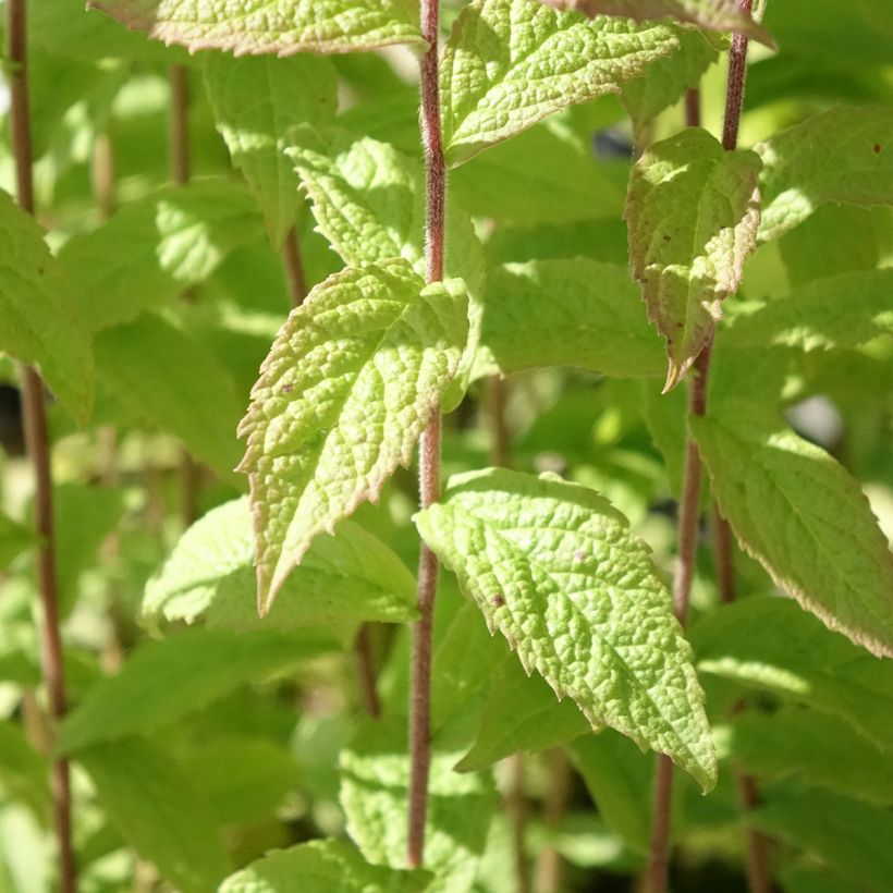 Solidago rugosa - Verga d'oro (Fogliame)