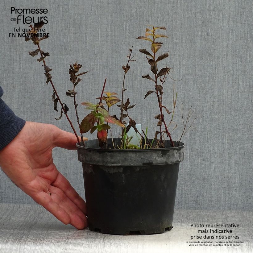 Esemplare di Solidago rugosa - Verga d'oro Vaso da 2L/3L come consegnato in autunno