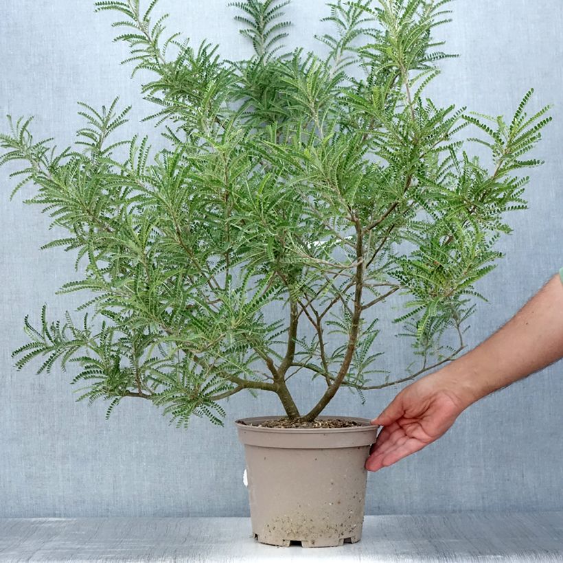 Esemplare di Sophora microphylla Dragon's Gold Vaso da 4L/5L consegnato in estate