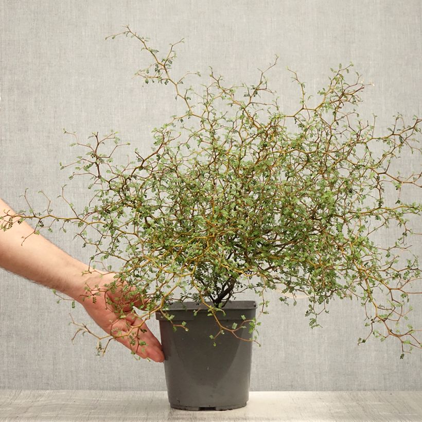 Esemplare di Sophora prostrata Little Baby - Sofora nano Vaso da 3L/4L consegnato in estate