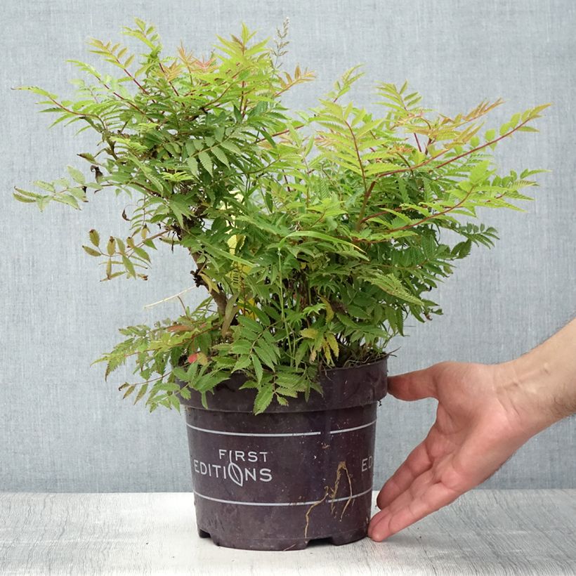 Esemplare di Sorbaria sorbifolia Matcha Ball Vaso da 2L/3L consegnato in estate