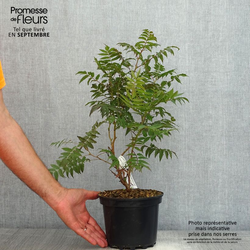 Esemplare di Sorbaria sorbifolia Pink Hopi Vaso da 2L/3L consegnato in estate