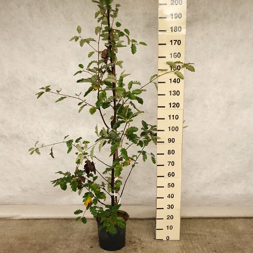 Esemplare di Sorbus intermedia Brouwers Vaso da 12L/15L consegnato in estate
