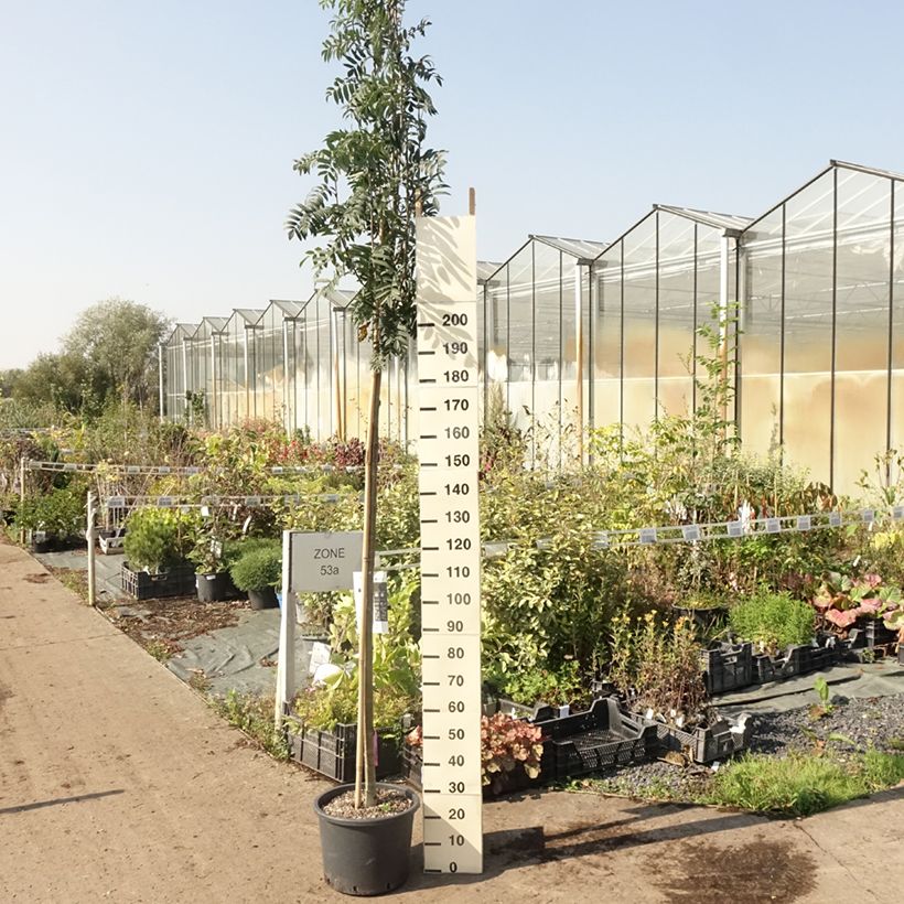 Esemplare di Sorbus aucuparia Wettra Vaso da 20L/25L consegnato in estate