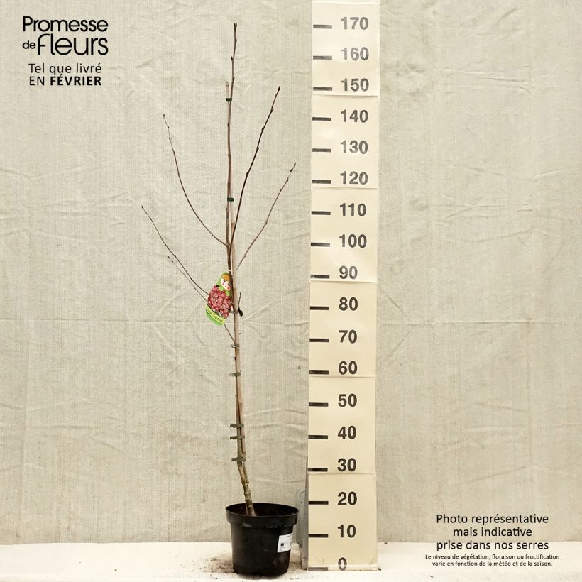 Crataegosorbus Grananatnaja Vaso da 4L/5L esemplare consegnato in inverno