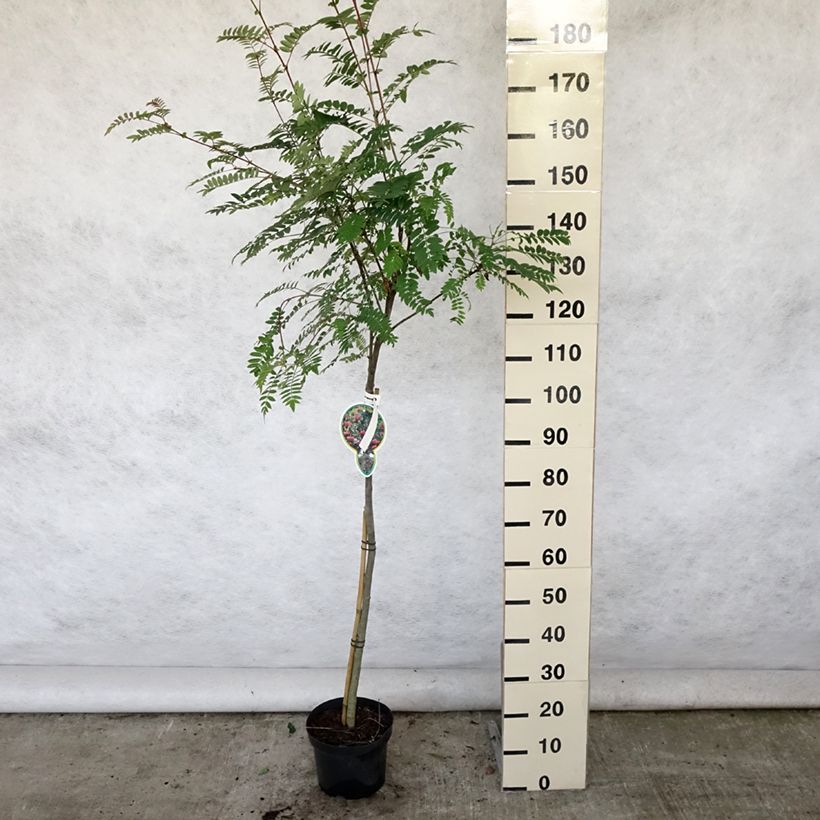 Esemplare di Sorbus arnoldiana Pink Veil Vaso da 4L/5L consegnato in estate