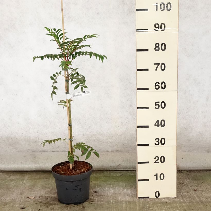 Esemplare di Sorbus aucuparia Autumn Spire Vaso da 4L/5L consegnato in estate