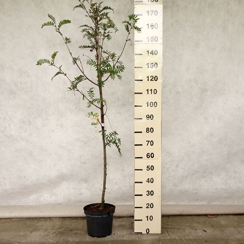 Esemplare di Sorbus scalaris Vaso da 7,5L/10L consegnato in estate
