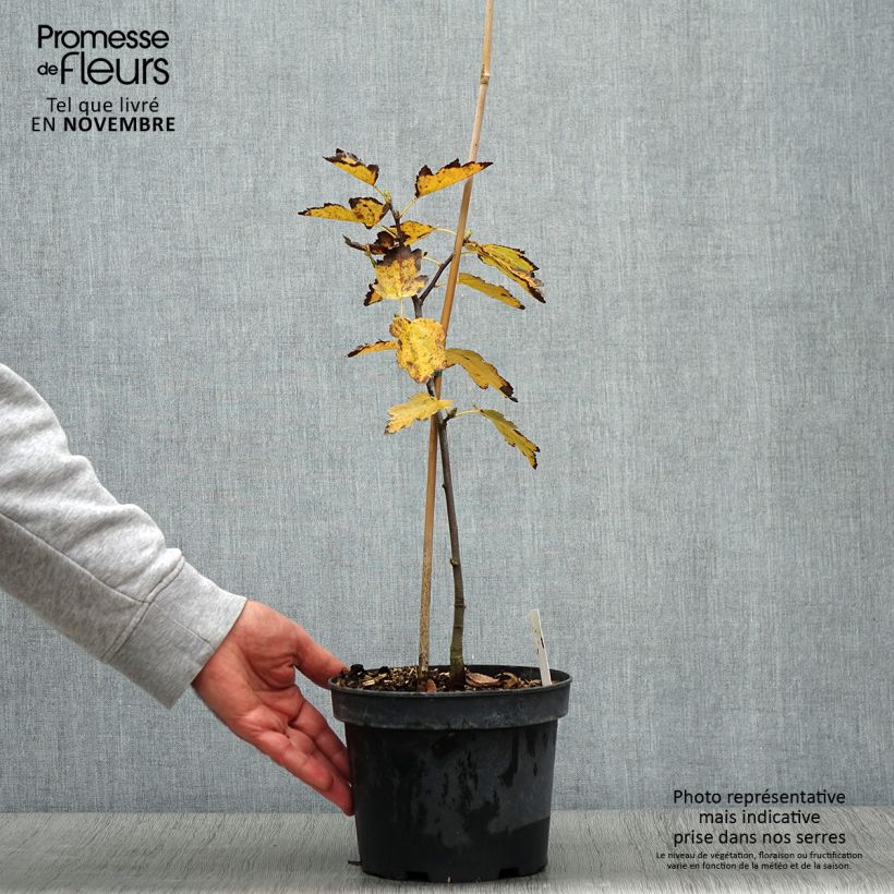 Esemplare di Sorbus torminalis - Sorbo torminale Vaso da 3L/4L come consegnato in autunno