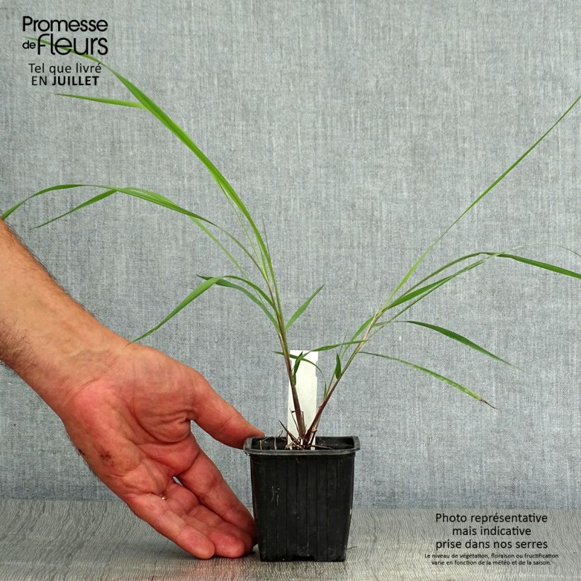 Esemplare di Sorghastrum nutans Vasetto da 8/9 cm consegnato in estate