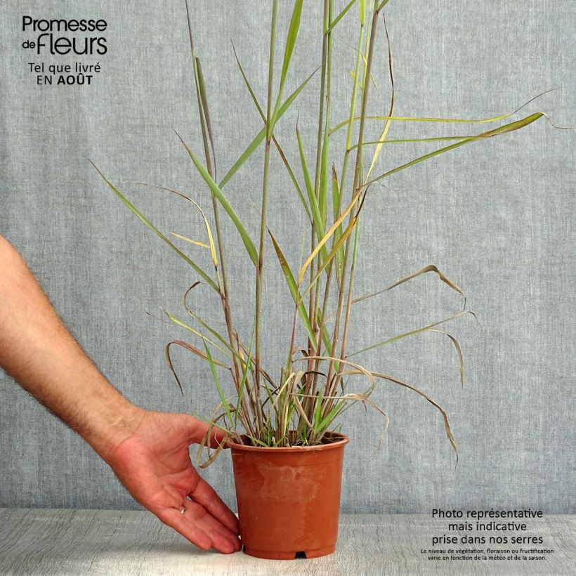 Esemplare di Sorghastrum nutans Sioux Blue Vaso da 1L/1,5L consegnato in estate