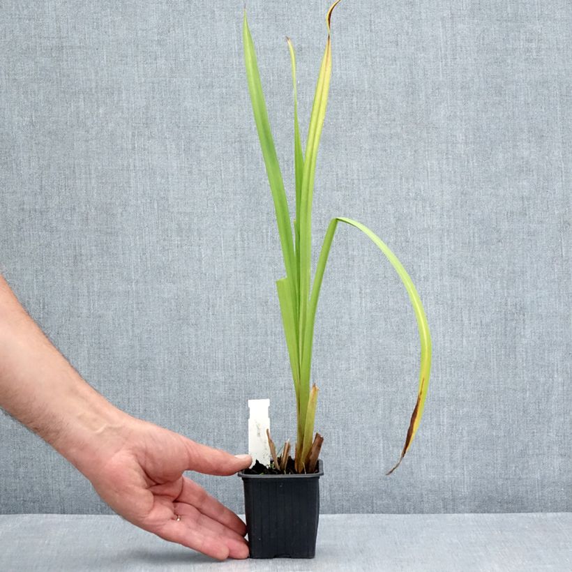 Esemplare di Sparganium erectum - Coltellaccio maggiore Vasetto da 8/9 cm consegnato in estate