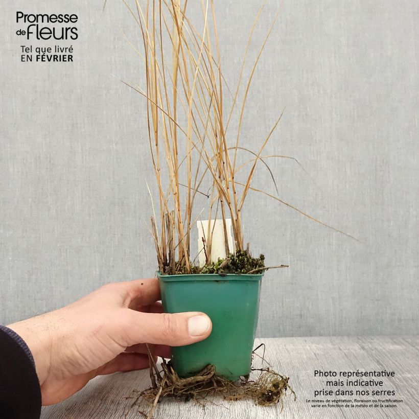 Spartina pectinata Aureomarginata Vasetto da 8/9 cm esemplare consegnato in inverno