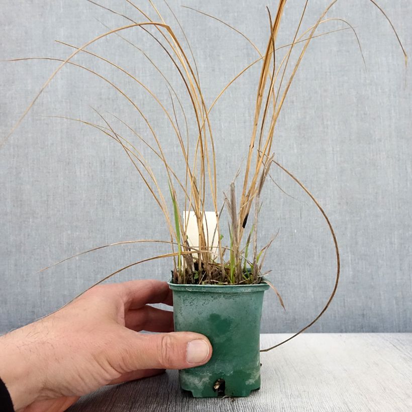 Spartina pectinata Aureomarginata - Spartine pectinée panachée Godet de 8/9 cm esemplare consegnato in primavera