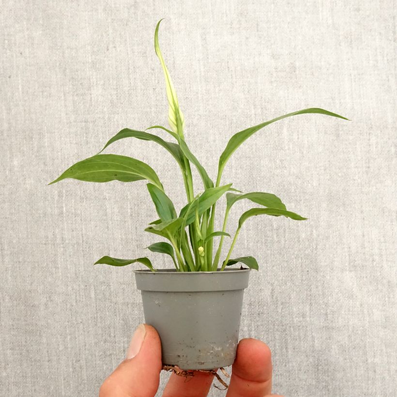 Spatifillo - Spathiphyllum Tanni Mini-plante esemplare consegnato in primavera