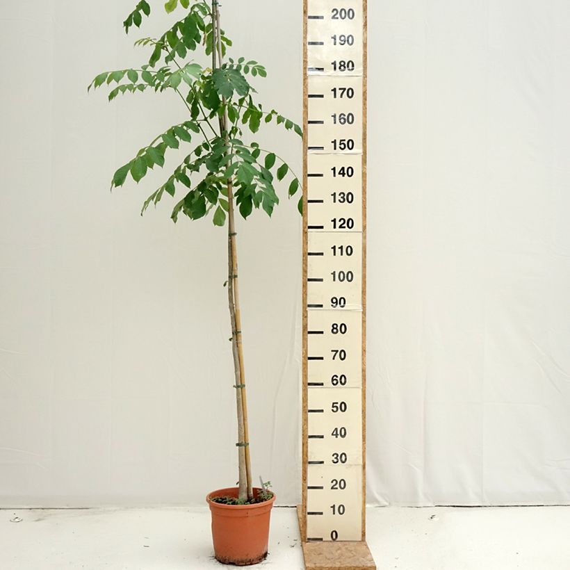 Esemplare di Spathodea campanulata Vaso da 7,5L/10L consegnato in estate