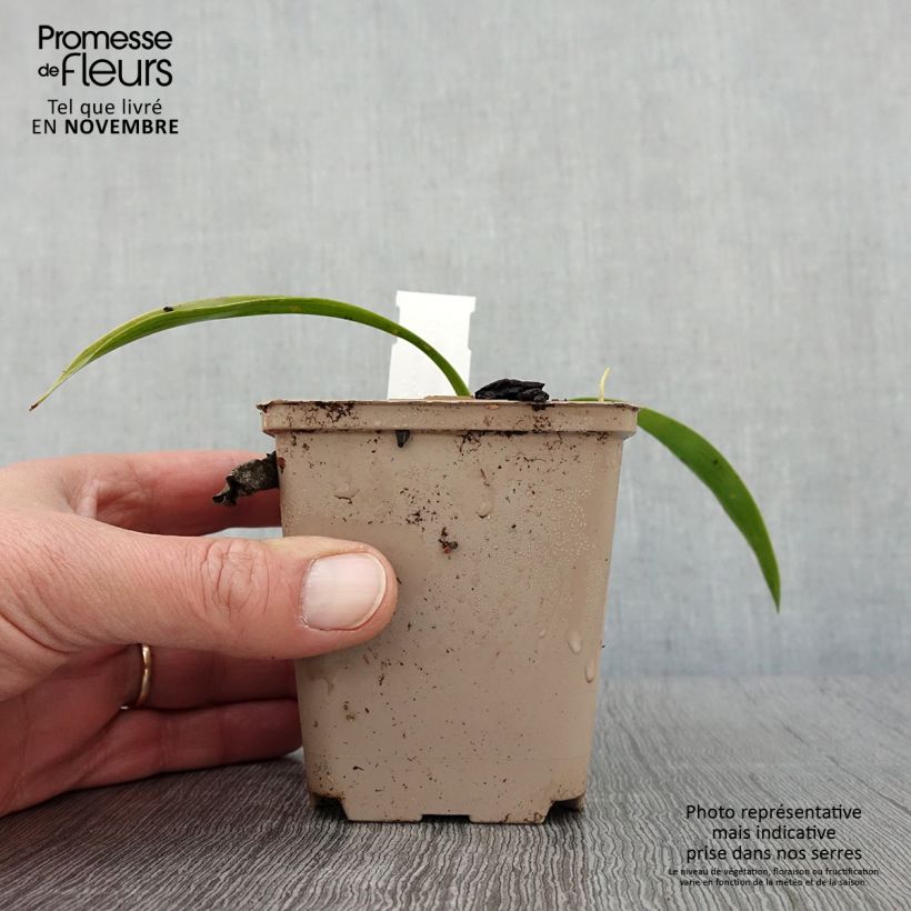 Esemplare di Speirantha convallarioides Vasetto da 8/9 cm come consegnato in autunno