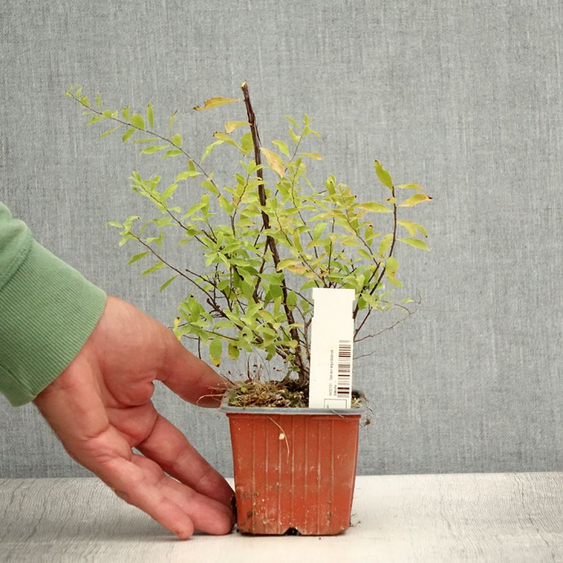 Esemplare di Spirea arguta Alba Vasetto da 8/9 cm consegnato in estate