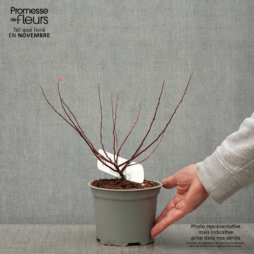 Esemplare di Spirea betulifolia Island Vaso da 2L/3L come consegnato in autunno