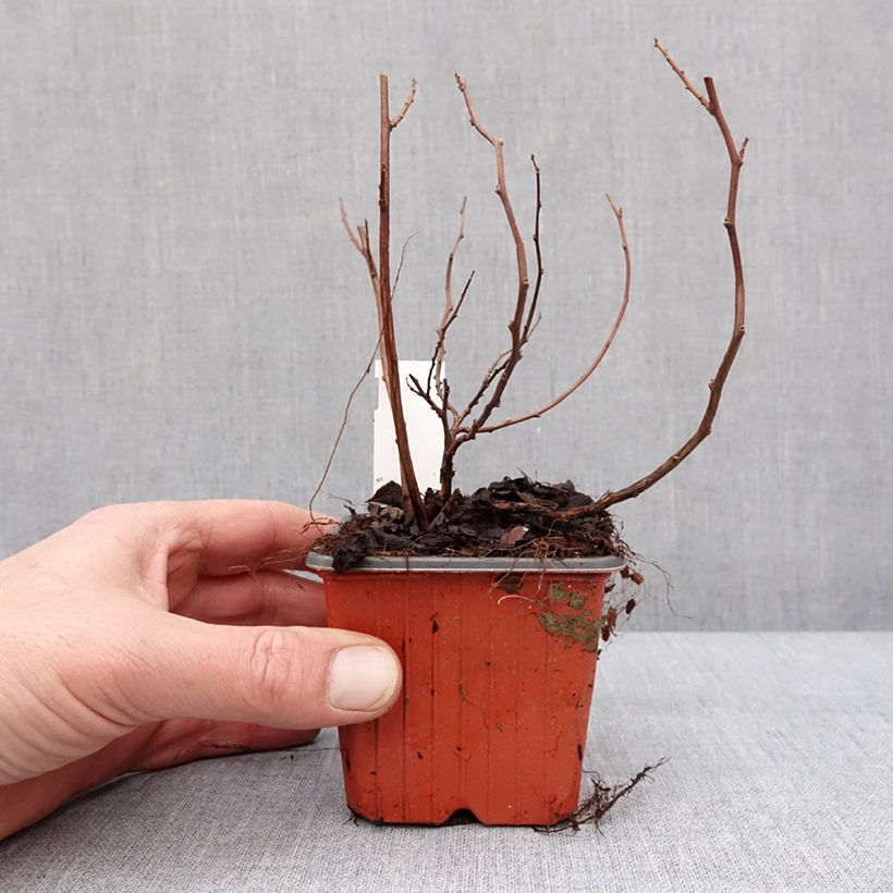 Spirea betulifolia Island Vasetto da 8/9 cm esemplare consegnato in inverno