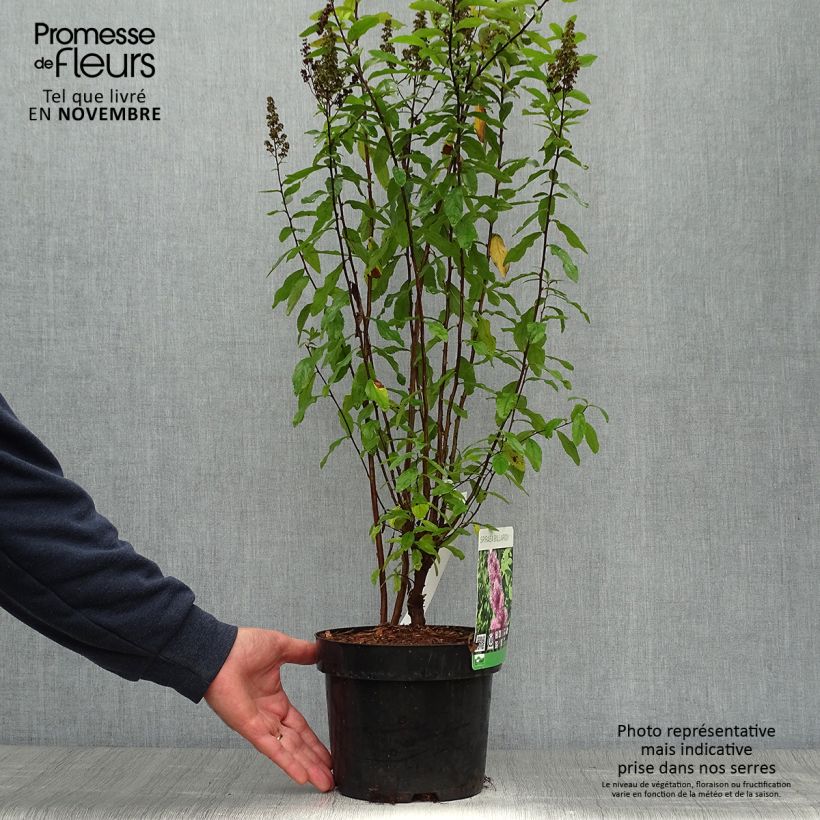 Esemplare di Spirea billiardii Vaso da 3L/4L come consegnato in autunno