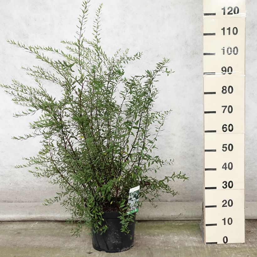 Esemplare di Spirea cinerea Graciosa Vaso da 7,5L/10L consegnato in estate