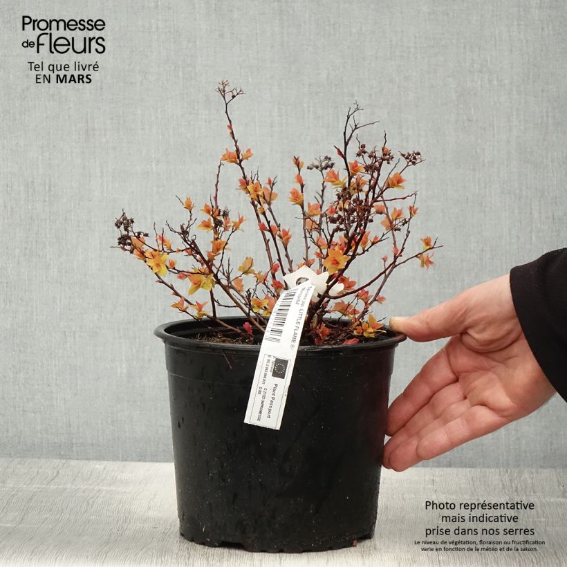Spirea japonica Little Flame - Spirea del Giappone Vaso da 2L/3L esemplare consegnato in primavera