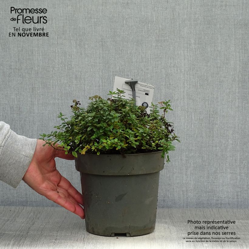 Esemplare di Spirea japonica Odessa - Spirea del Giappone Vaso da 2L/3L come consegnato in autunno