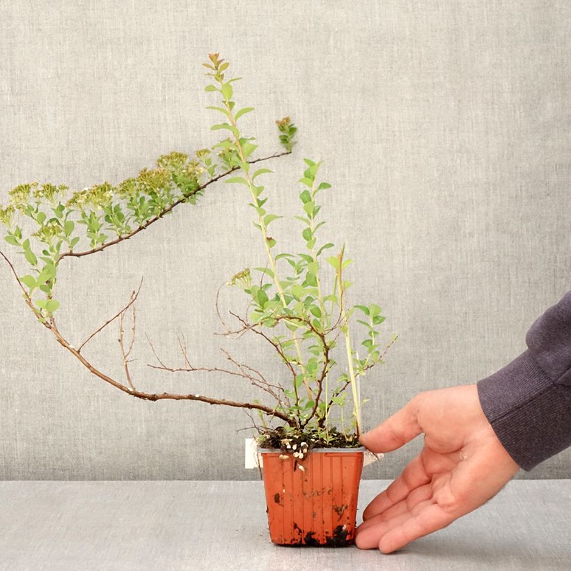Spirea nipponica June Bride Vasetto da 8/9 cm esemplare consegnato in primavera