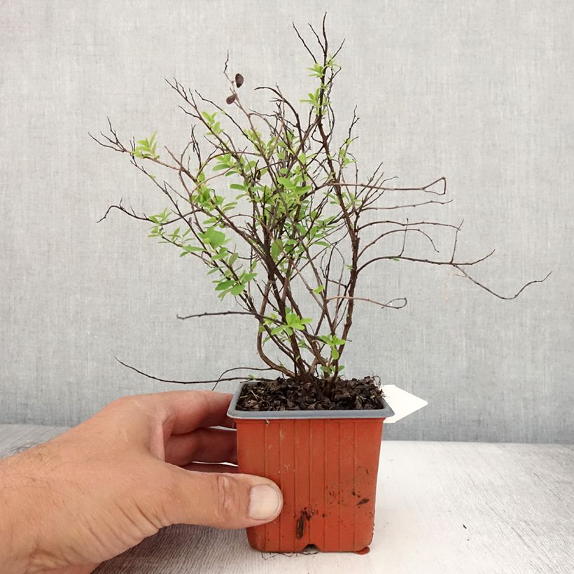 Esemplare di Spirea nipponica Snowmound Vasetto da 8/9 cm consegnato in estate
