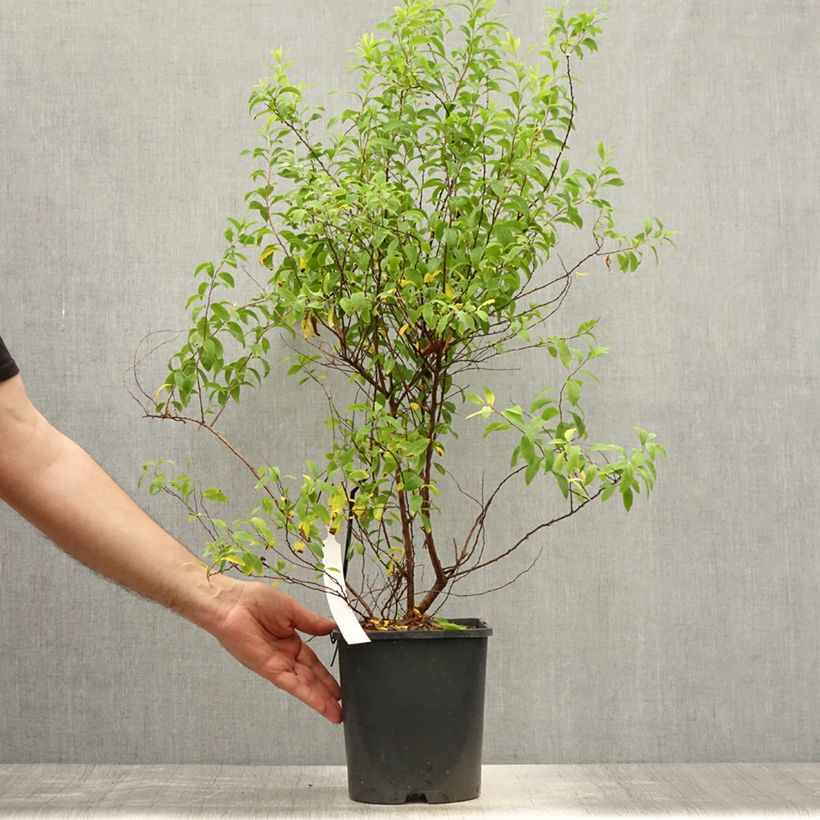Esemplare di Spirea thunbergii Fujino Pink Vaso da 3L/4L consegnato in estate