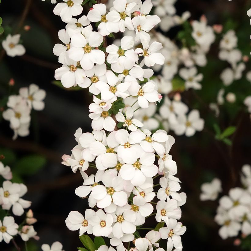 Spirea thunbergii Fujino Pink (Fioritura)