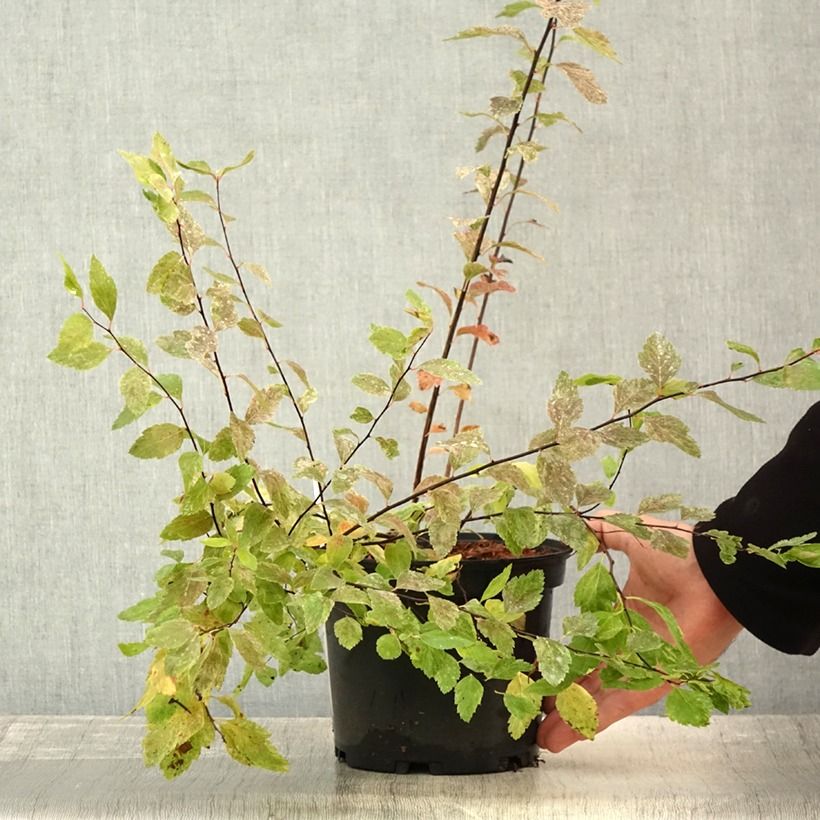 Esemplare di Spirea vanhouttei Pink Ice - Spirea bianca Vaso da 3L/4L consegnato in estate