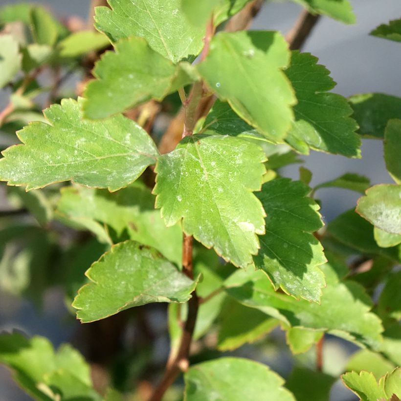 Spirea vanhouttei - Spirea bianca (Fogliame)