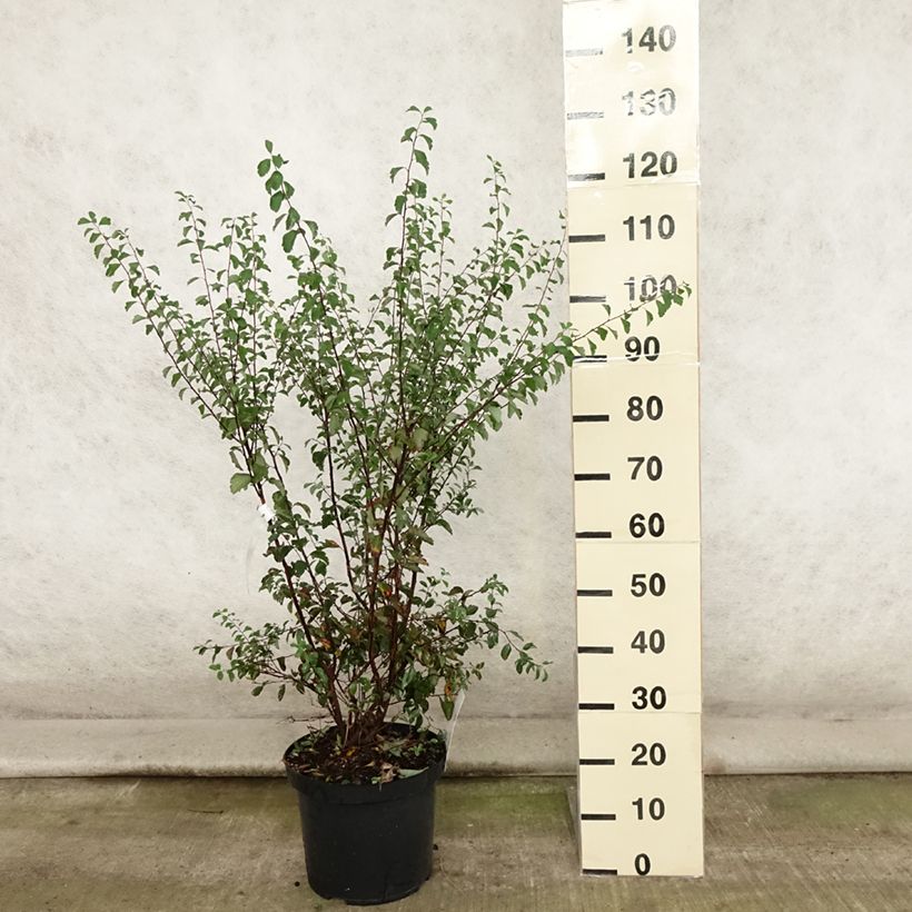 Esemplare di Spirea vanhouttei - Spirea bianca Vaso da 7,5L/10L consegnato in estate