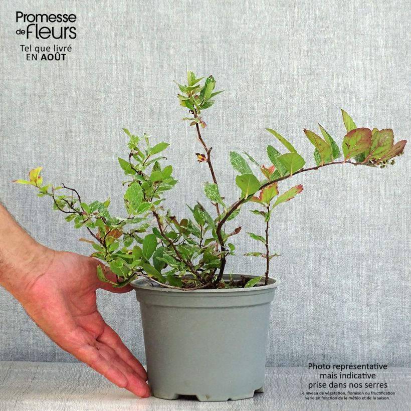 Esemplare di Spirea betulifolia Pink Sparkler Vaso da 2L/3L consegnato in estate