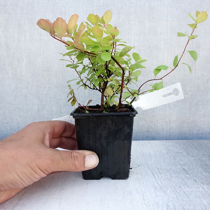 Esemplare di Spirea betulifolia Tor Vasetto da 8/9 cm consegnato in estate