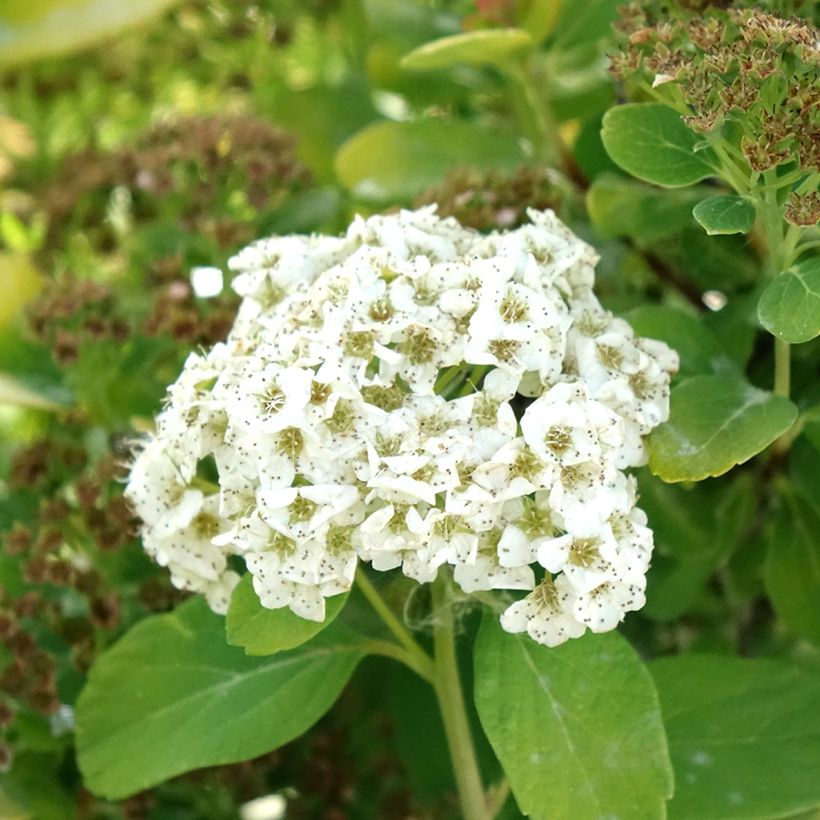 Spirea betulifolia Tor Gold (Fioritura)