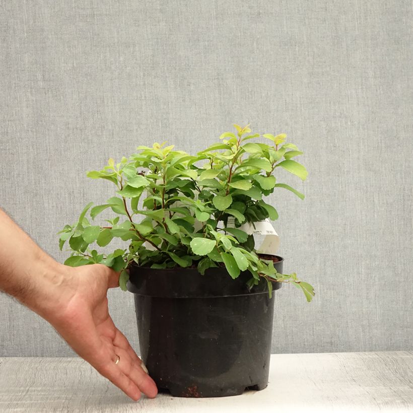 Esemplare di Spirea betulifolia Tor Gold Vaso da 3L/4L consegnato in estate