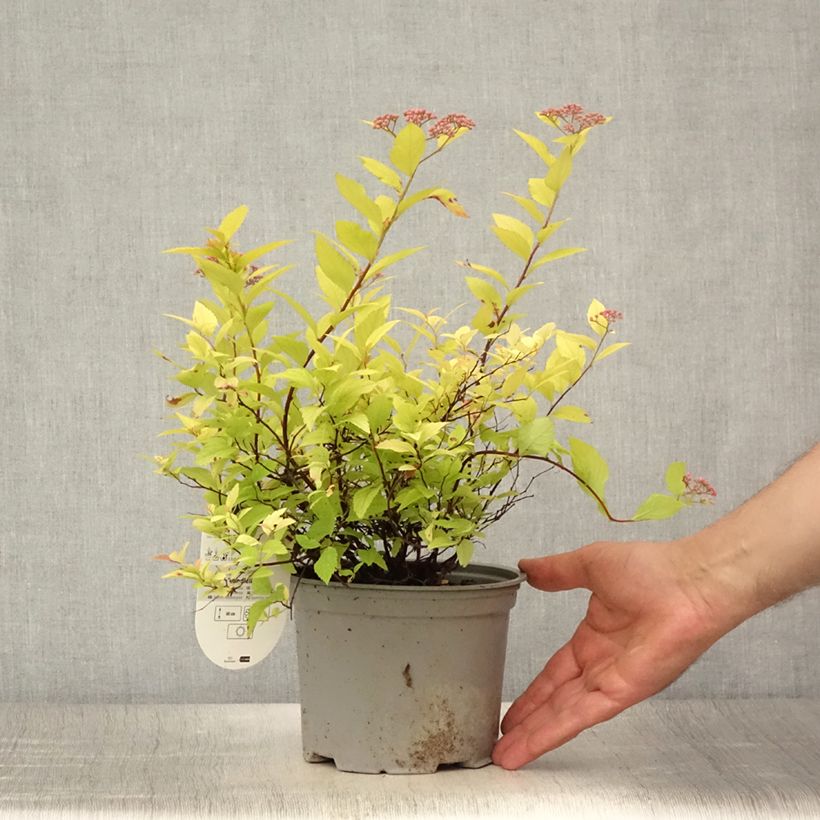 Esemplare di Spirea japonica Candlelight - Spirea del Giappone Vaso da 2L/3L consegnato in estate