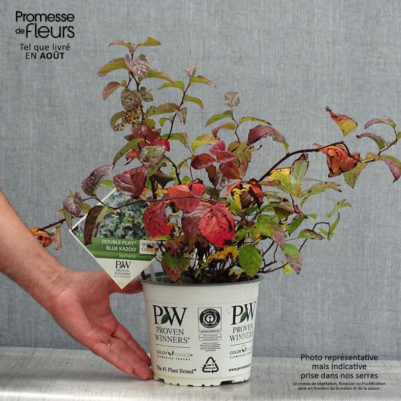 Esemplare di Spirea japonica Double Play Kazoo - Spirea del Giappone Vaso da 2L/3L consegnato in estate