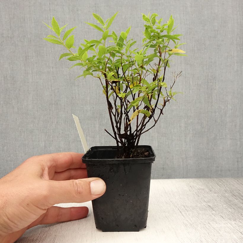 Esemplare di Spirea japonica Albiflora - Spirea del Giappone Vasetto da 8/9 cm consegnato in estate