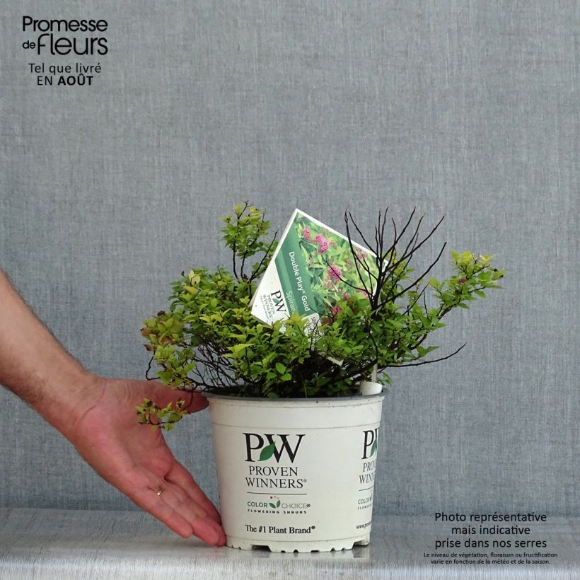 Esemplare di Spirea japonica Double Play Gold - Spirea del Giappone Vaso da 2L/3L consegnato in estate