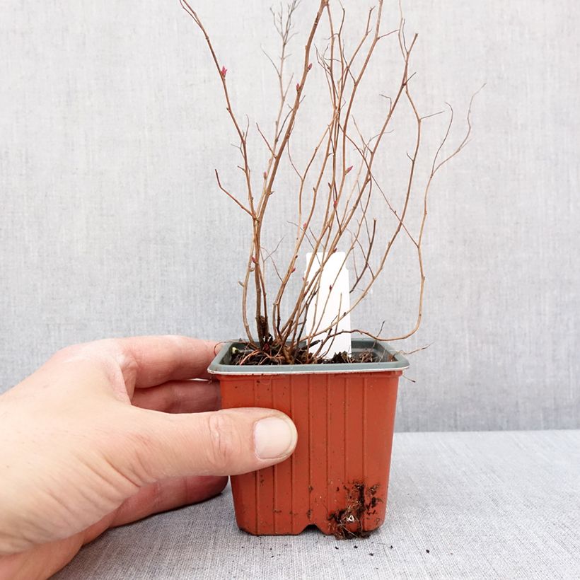 Spirea japonica Firelight - Spirea del Giappone Vasetto da 8/9 cm esemplare consegnato in inverno