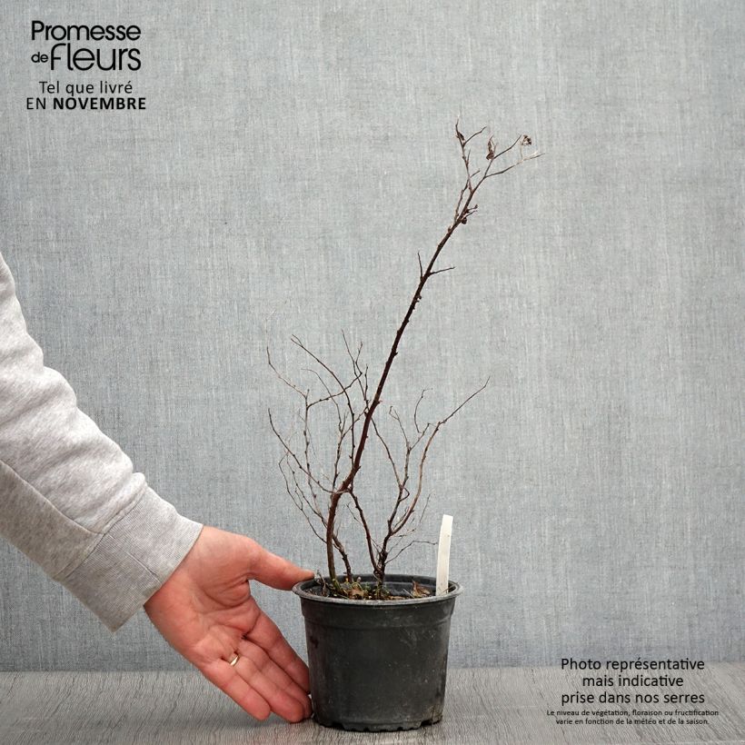 Esemplare di Spirea japonica Goldflame - Spirea del Giappone Vaso da 1L/1,5L come consegnato in autunno