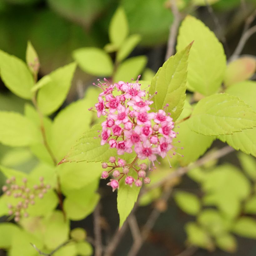 Spirea japonica Goldmound - Spirea del Giappone (Fioritura)