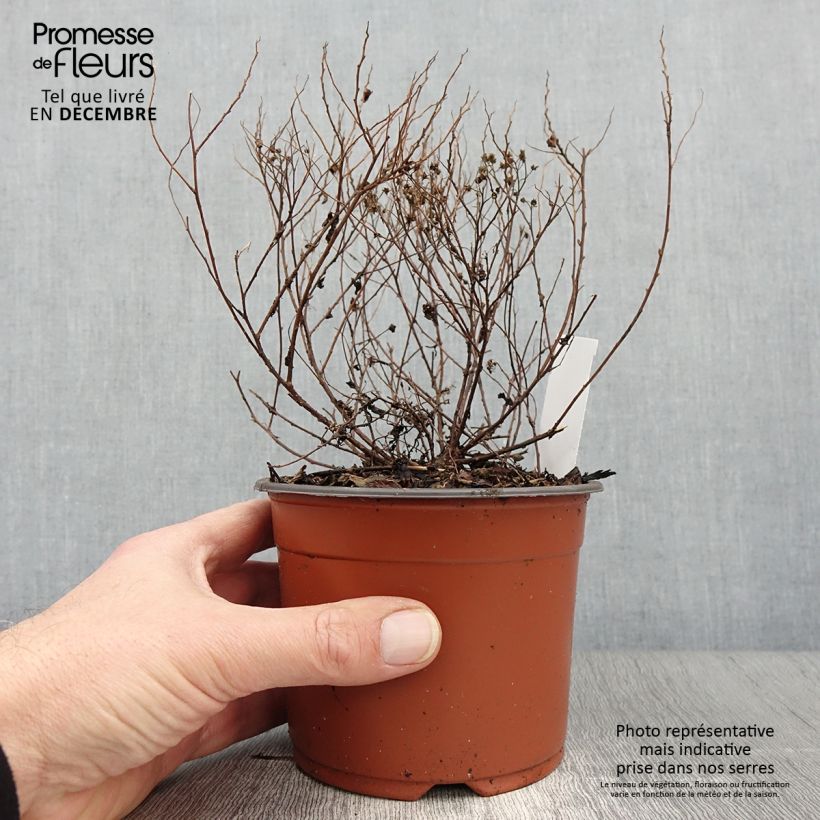 Esemplare di Spirea japonica Little Princess - Spirea del Giappone Vasetto da 8/9 cm come consegnato in autunno