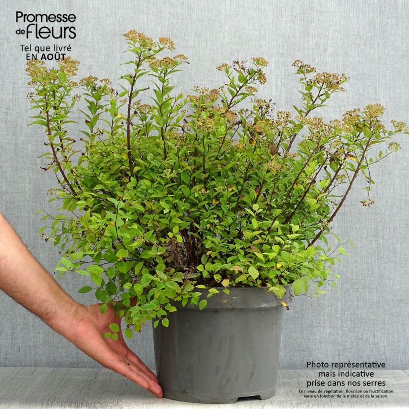Esemplare di Spirea japonica Little Princess - Spirea del Giappone Vaso da 4L/5L consegnato in estate
