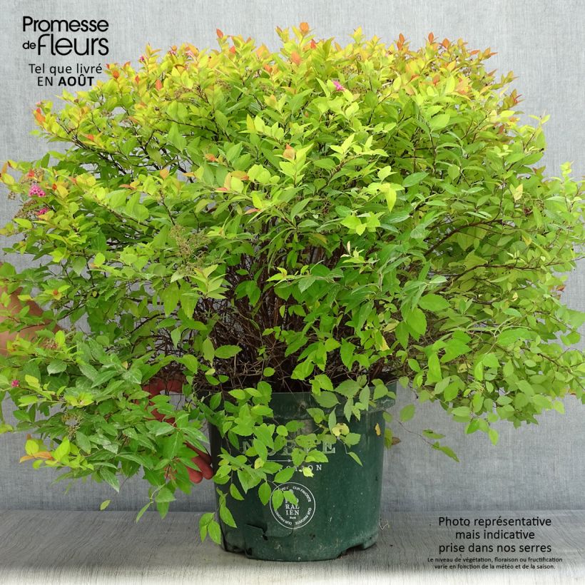 Esemplare di Spirea japonica Magic Carpet - Spirea del Giappone Vaso da 7,5L/10L consegnato in estate