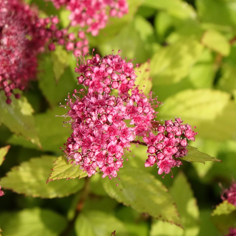 Spirea japonica Magic Carpet - Spirea del Giappone (Fioritura)